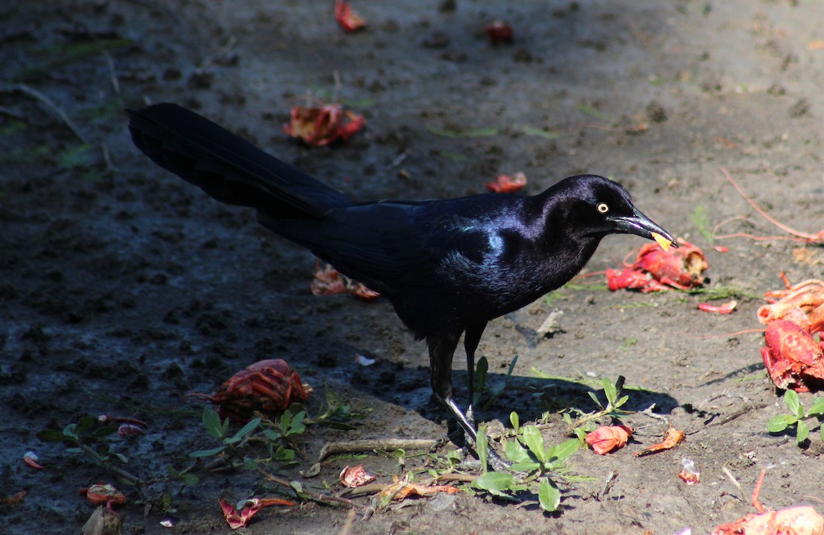 Great-tailed Grackle - ML617331298