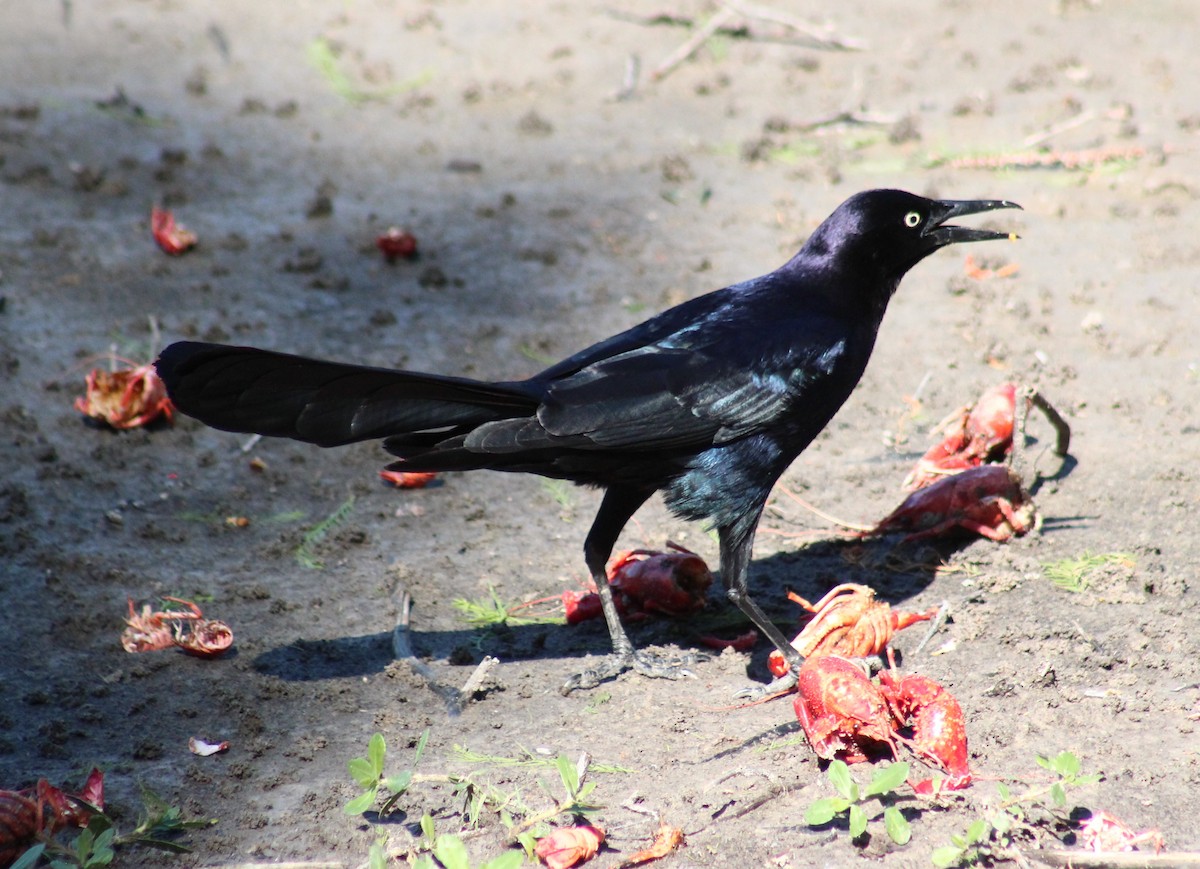 Great-tailed Grackle - ML617331301