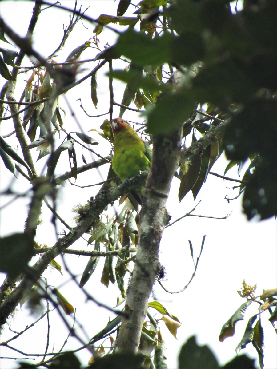 Rusty-faced Parrot - ML617331310