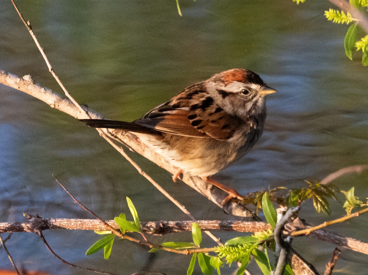 Swamp Sparrow - ML617331380