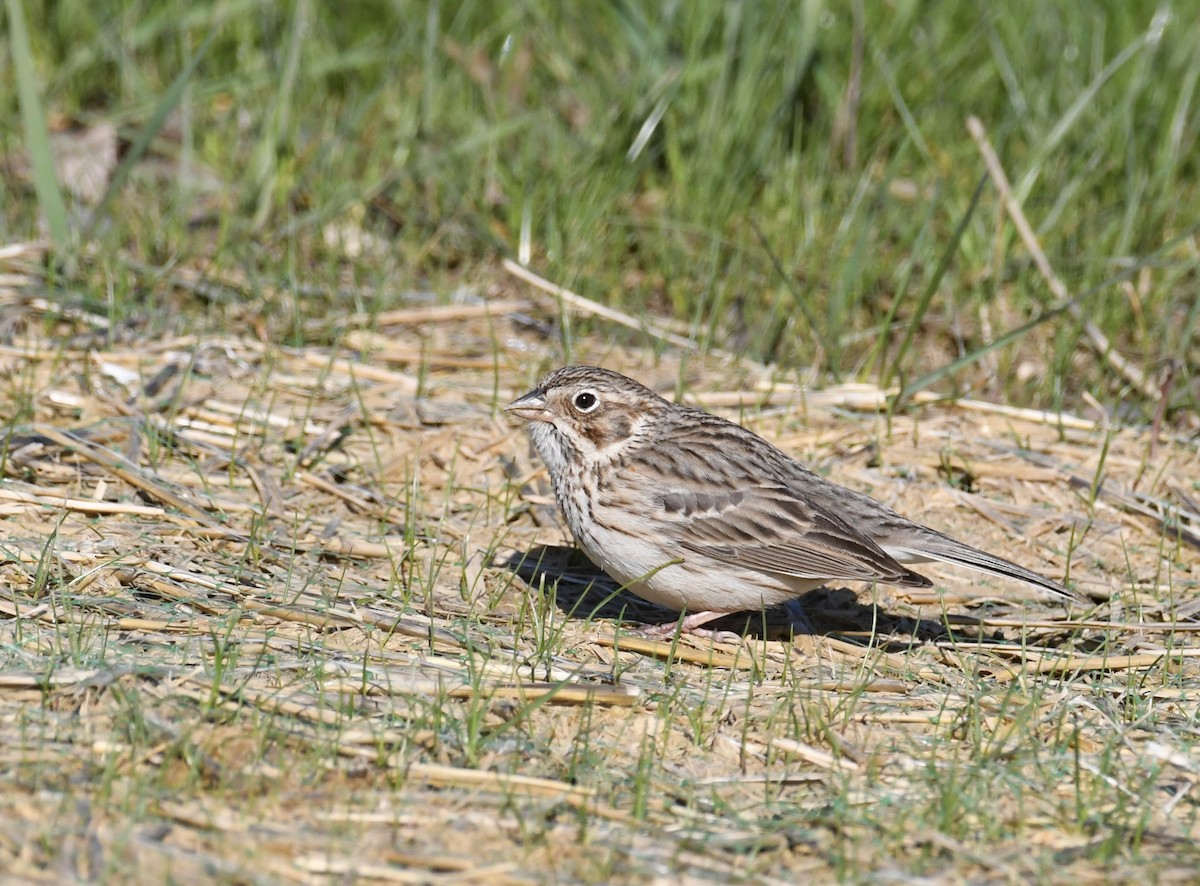 Vesper Sparrow - jen brumfield