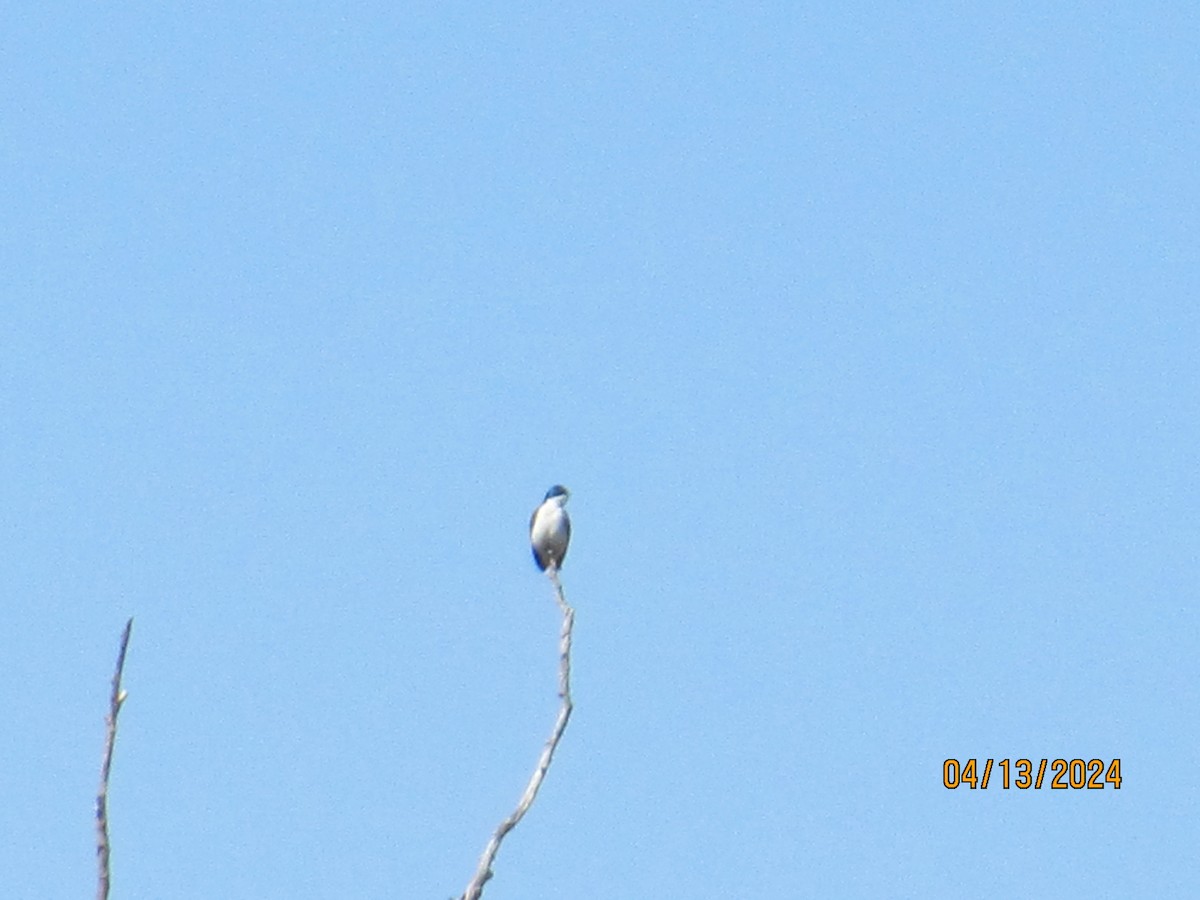 Tree Swallow - ML617331413