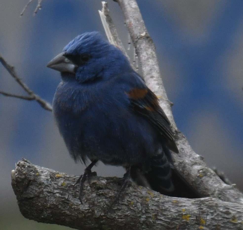 Ebird Checklist - 13 Apr 2024 - Private Residence Access By Permission 