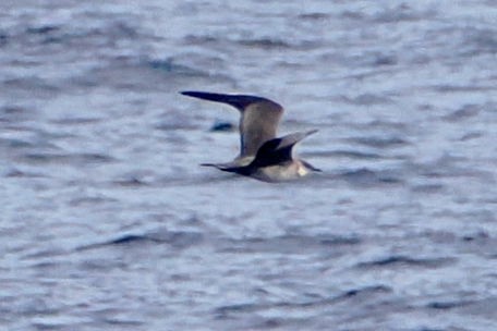 Long-tailed Jaeger - ML617331545