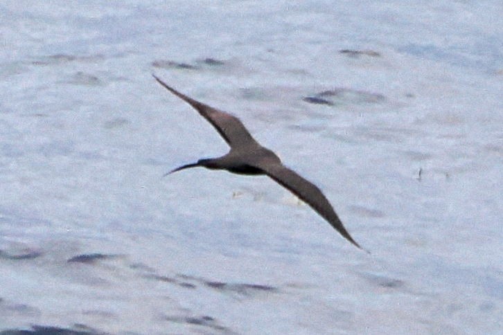 Long-tailed Jaeger - ML617331546