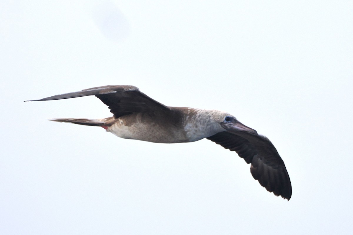 Red-footed Booby (Atlantic) - ML617331575