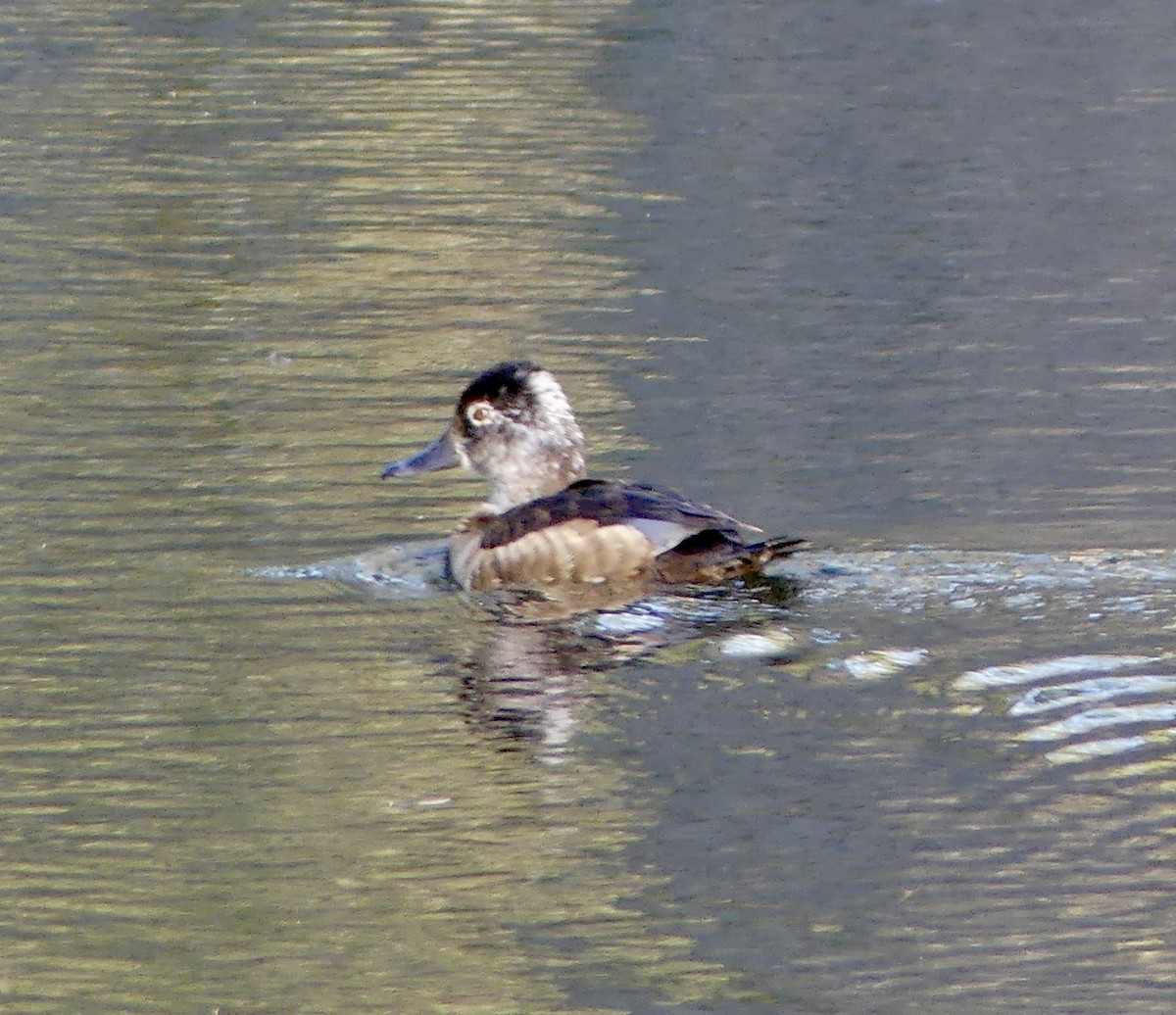 Ring-necked Duck - ML617331583