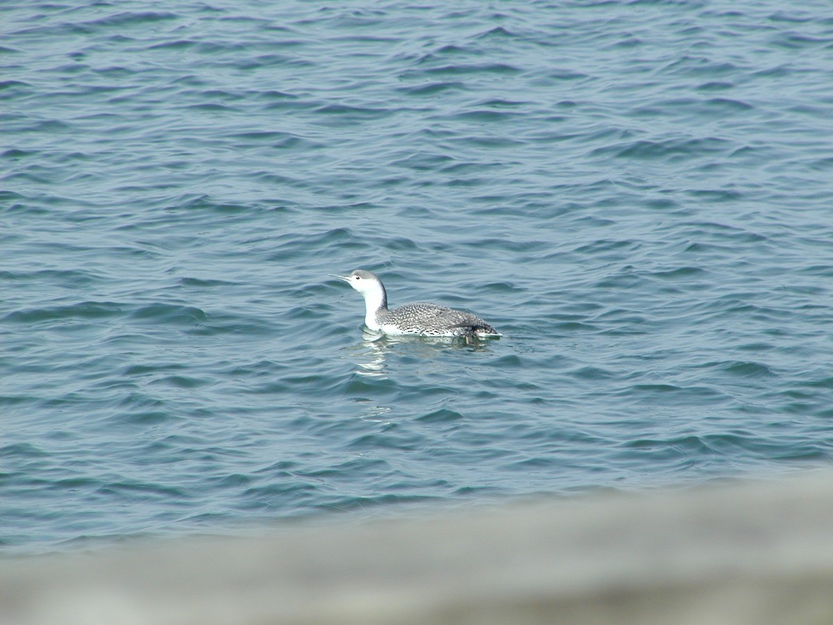Red-throated Loon - ML617331607