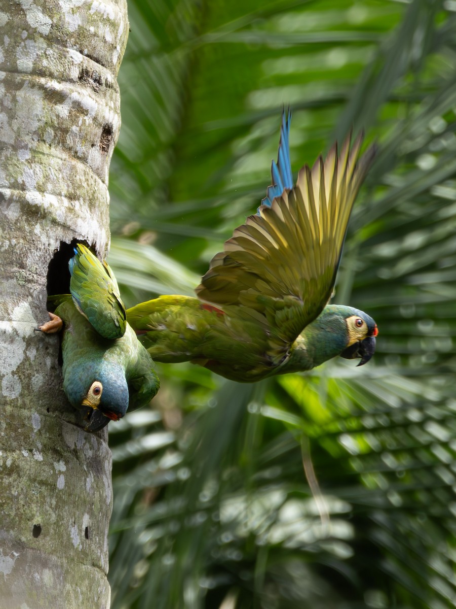 Blue-winged Macaw - Christine Mazaracki