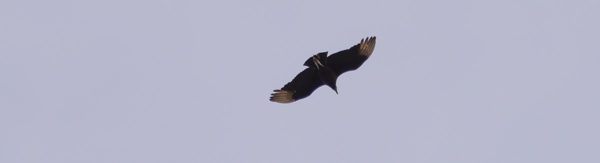 Black Vulture - David Barton