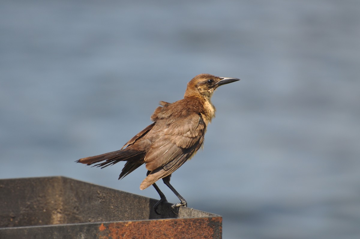 Boat-tailed Grackle - Abigail Duvall