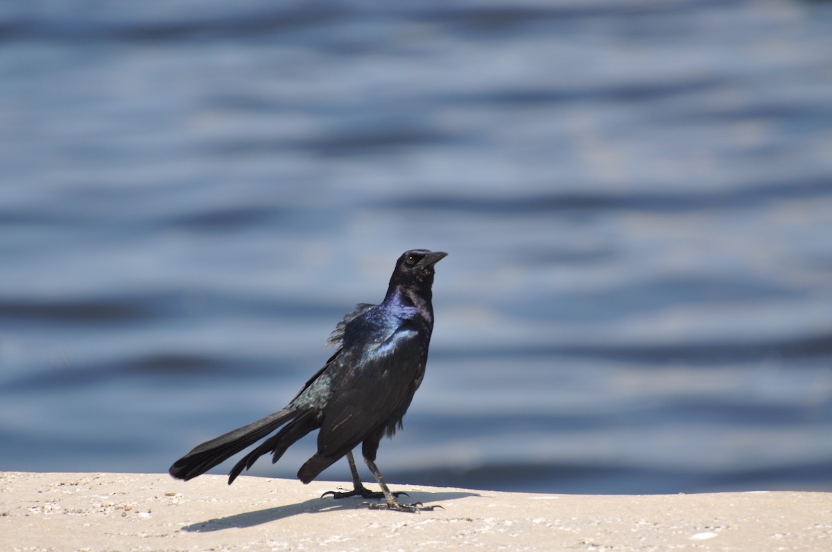 Boat-tailed Grackle - ML617331663