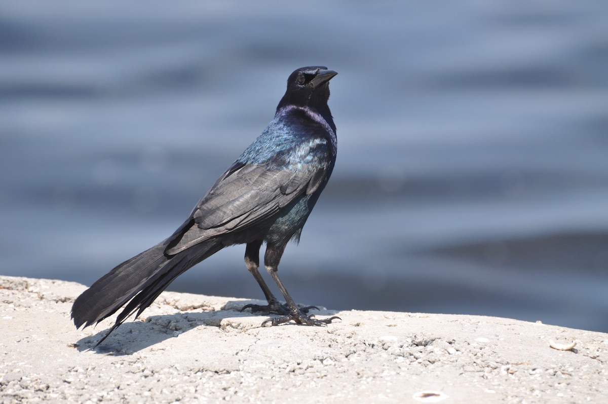 Boat-tailed Grackle - ML617331664