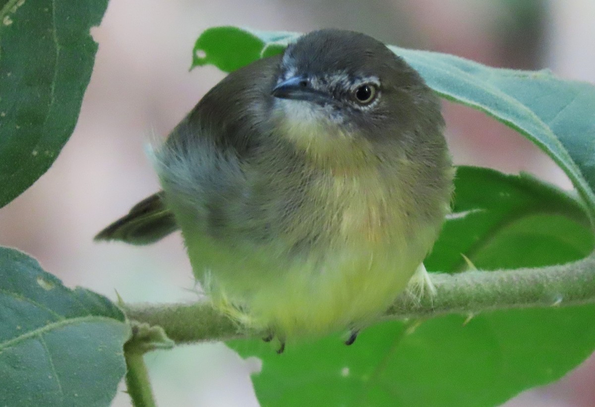 Pale-tipped Tyrannulet - ML617331926