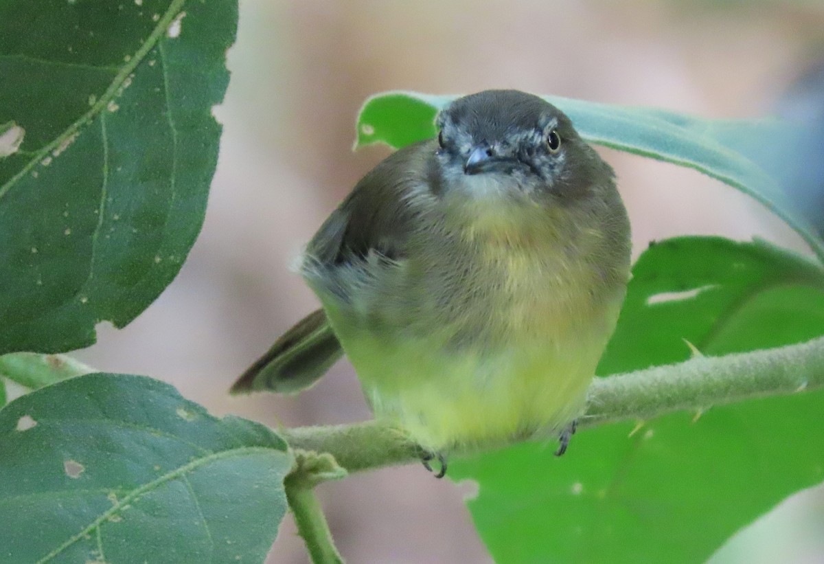 Pale-tipped Tyrannulet - ML617331927