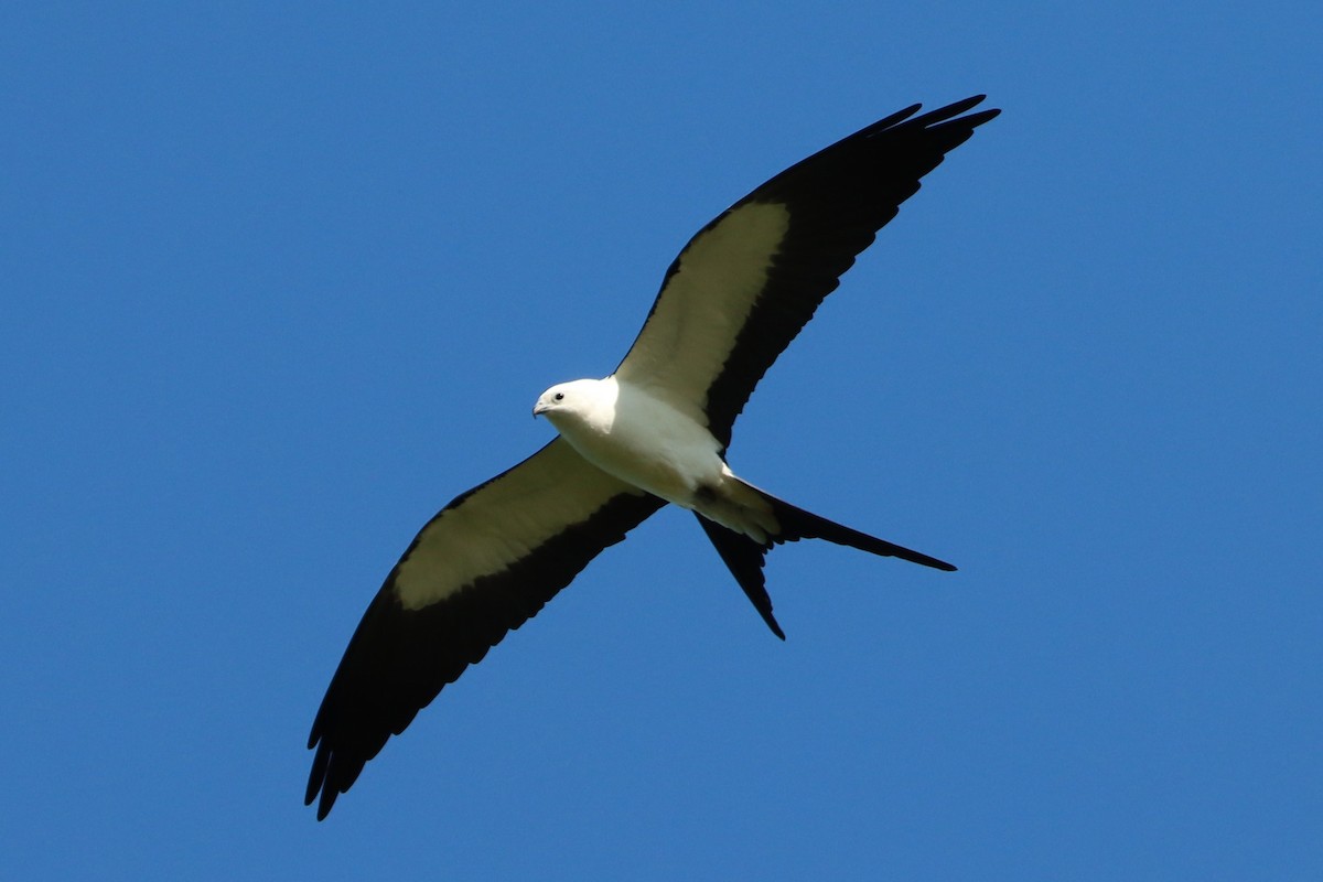 Swallow-tailed Kite - ML617332100