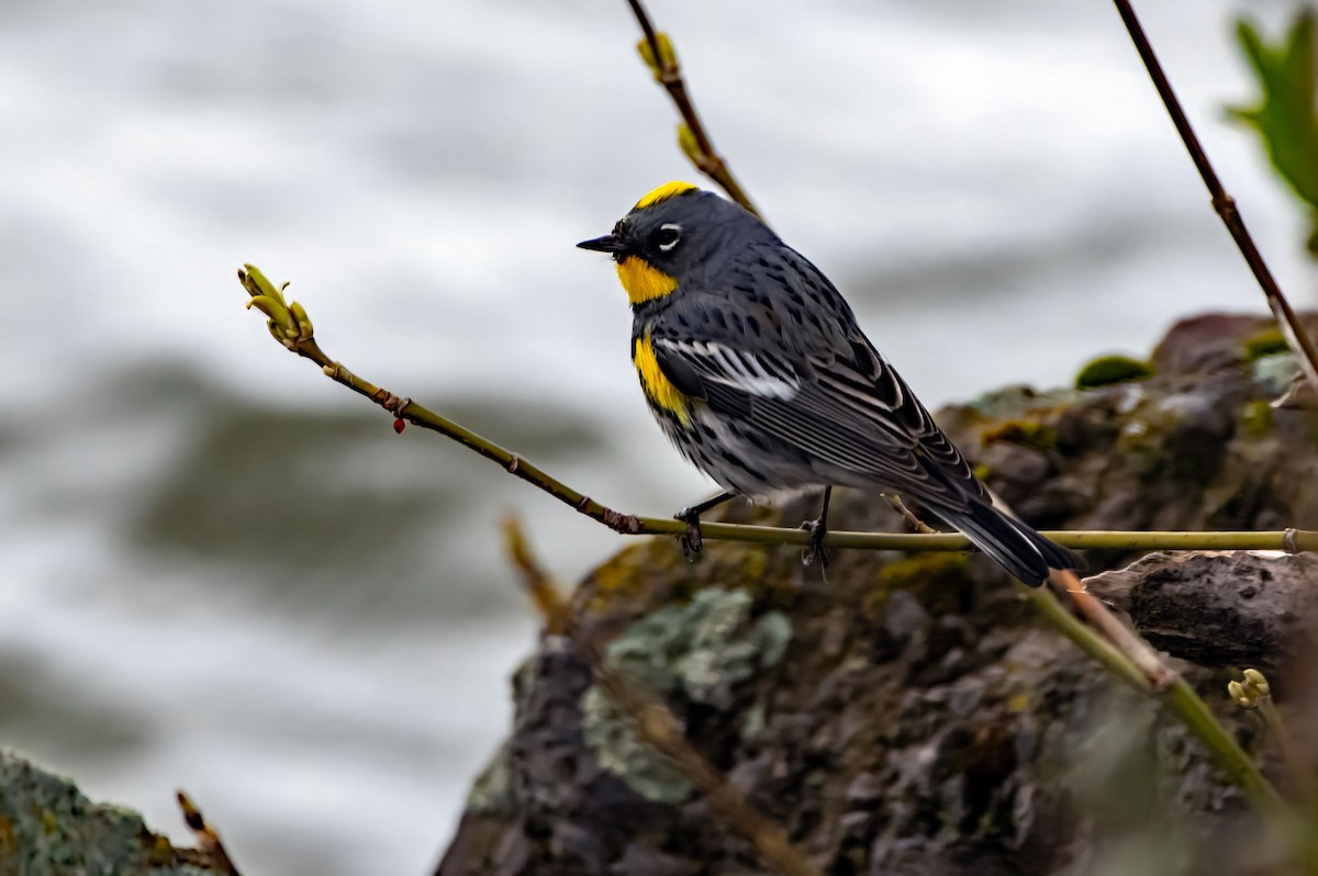 Yellow-rumped Warbler (Audubon's) - Phil Kahler