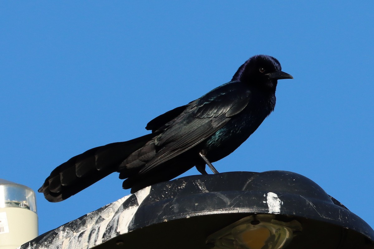 Boat-tailed Grackle - ML617332159