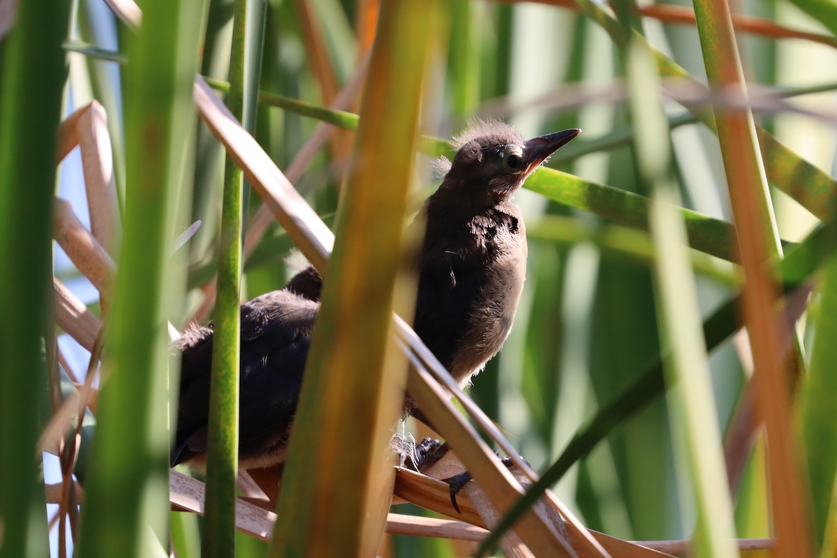 Boat-tailed Grackle - ML617332160