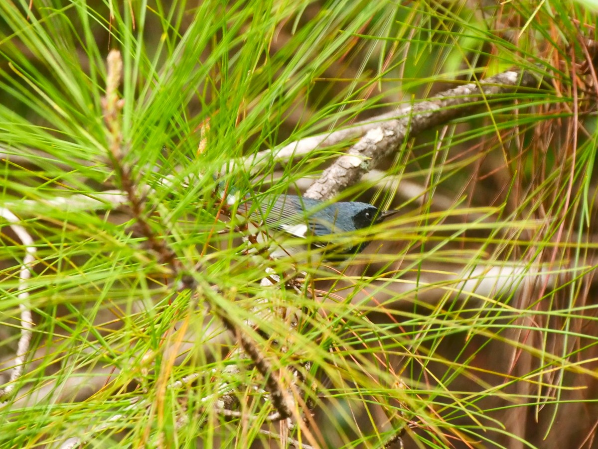 Black-throated Blue Warbler - ML617332215