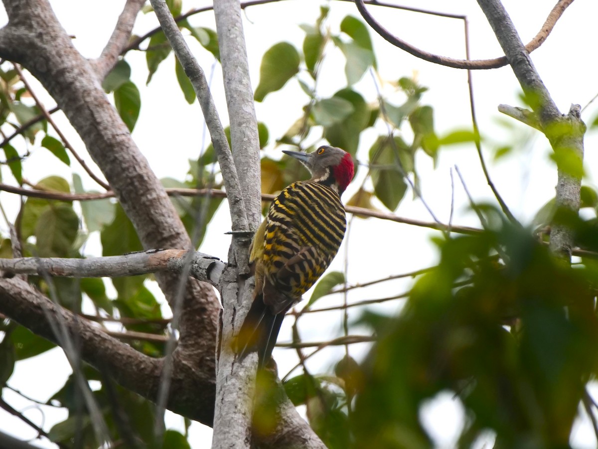 Hispaniolan Woodpecker - Brett Hartl
