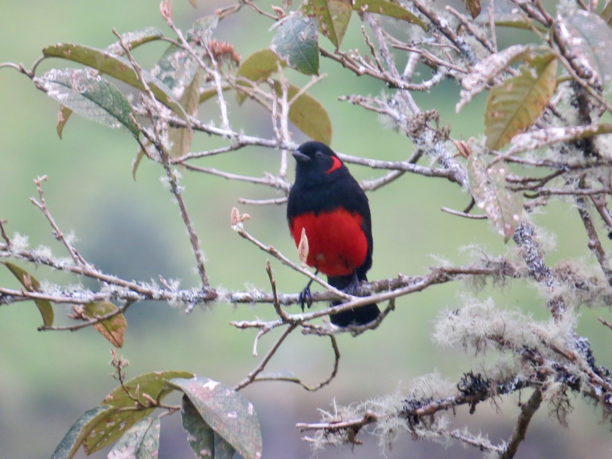 Scarlet-bellied Mountain Tanager (Scarlet-bellied) - James Leone
