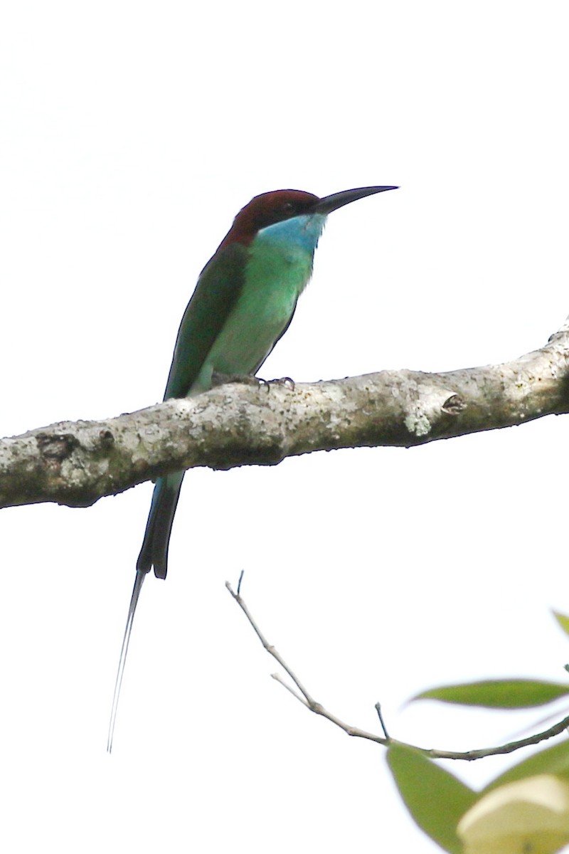 Blue-throated Bee-eater - ML617332323