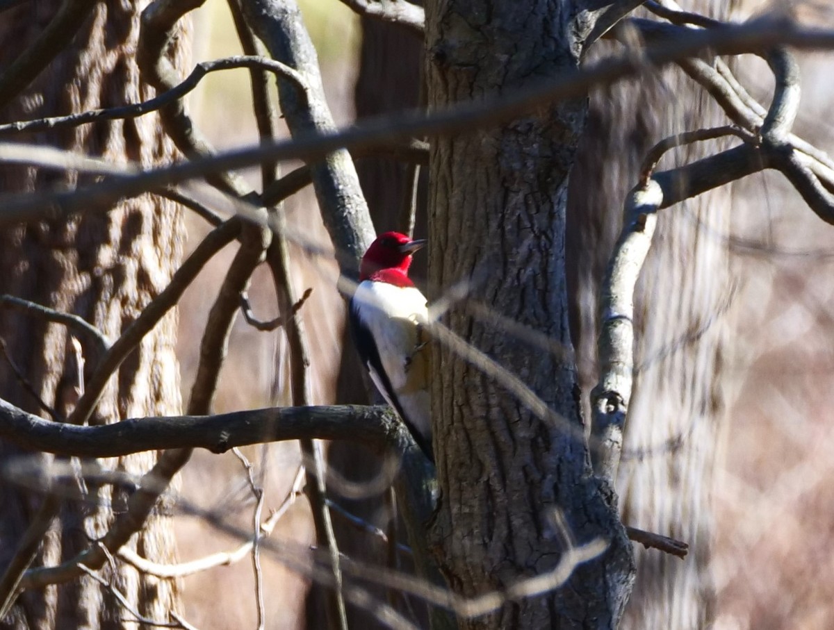 Red-headed Woodpecker - Brett Hartl