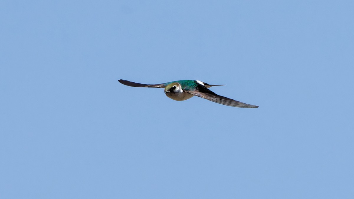 Violet-green Swallow - Bob Scheidt