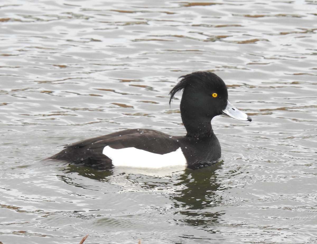 Tufted Duck - ML617332537