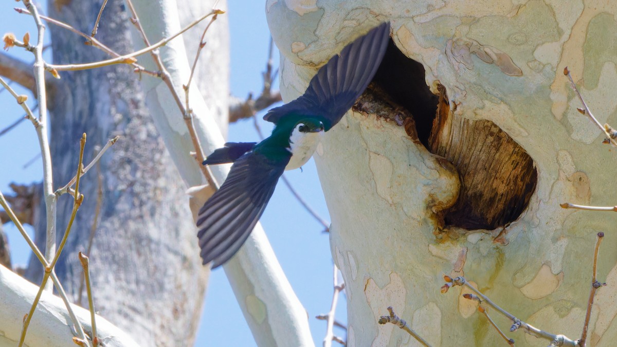 Violet-green Swallow - Bob Scheidt
