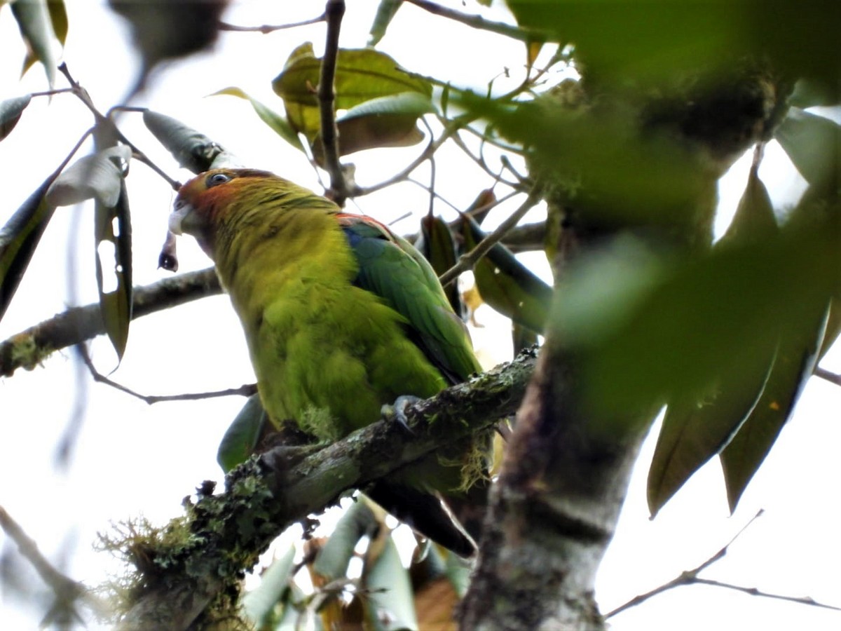 Rusty-faced Parrot - ML617332553
