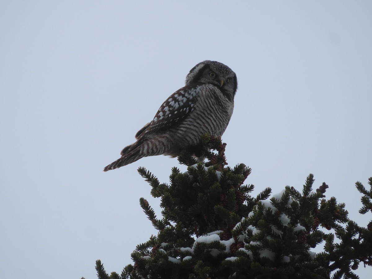 Northern Hawk Owl - ML617332630