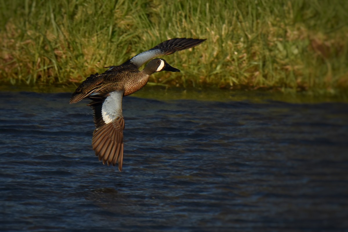 Blue-winged Teal - ML617332757