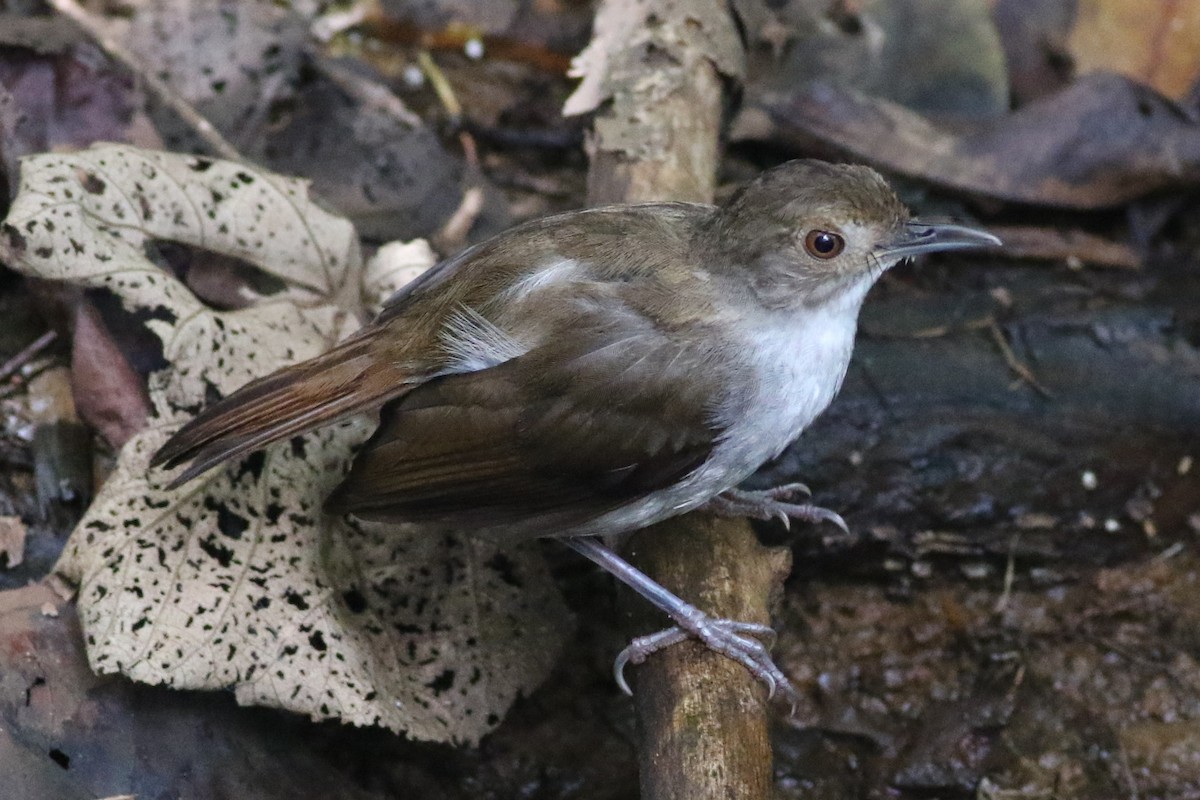 White-chested Babbler - Dave O'Connor