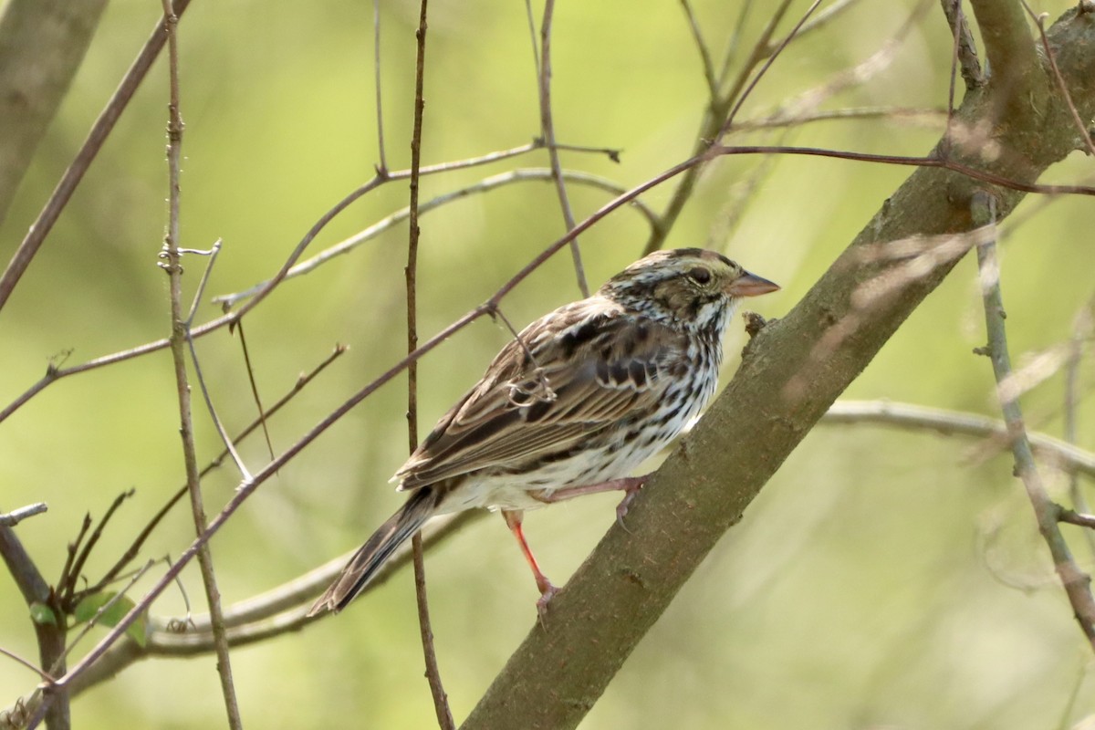 Savannah Sparrow - ML617332868