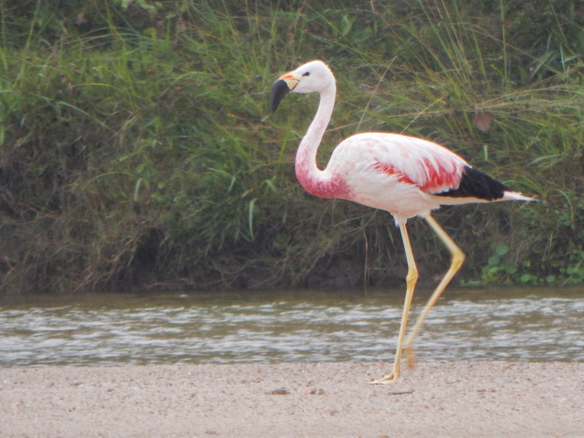Andean Flamingo - Bautista Cerminato