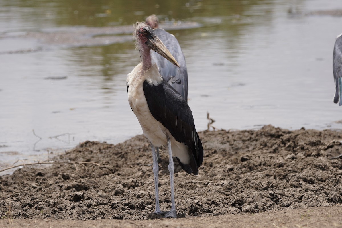 Marabou Stork - Greg Hertler