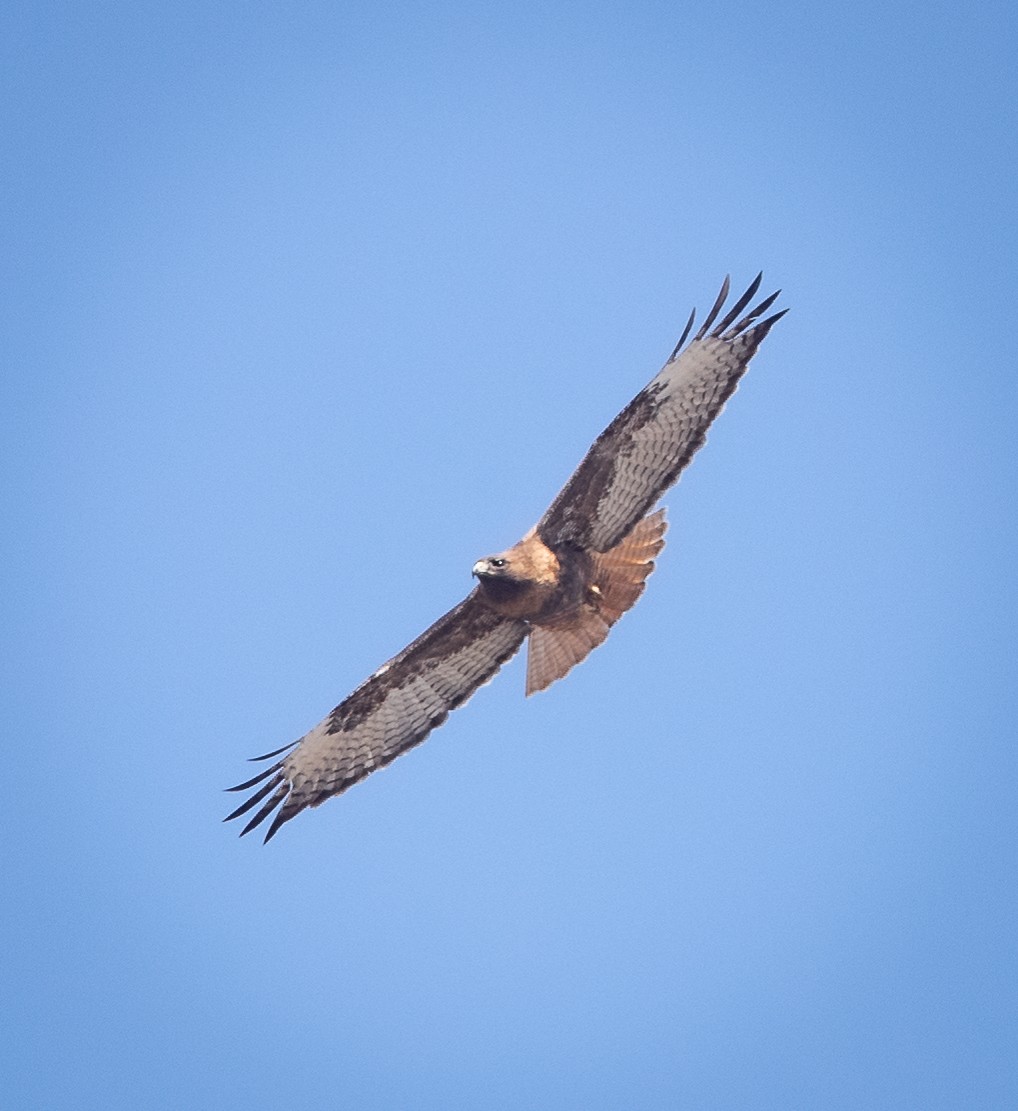 Red-tailed Hawk - ML617333123