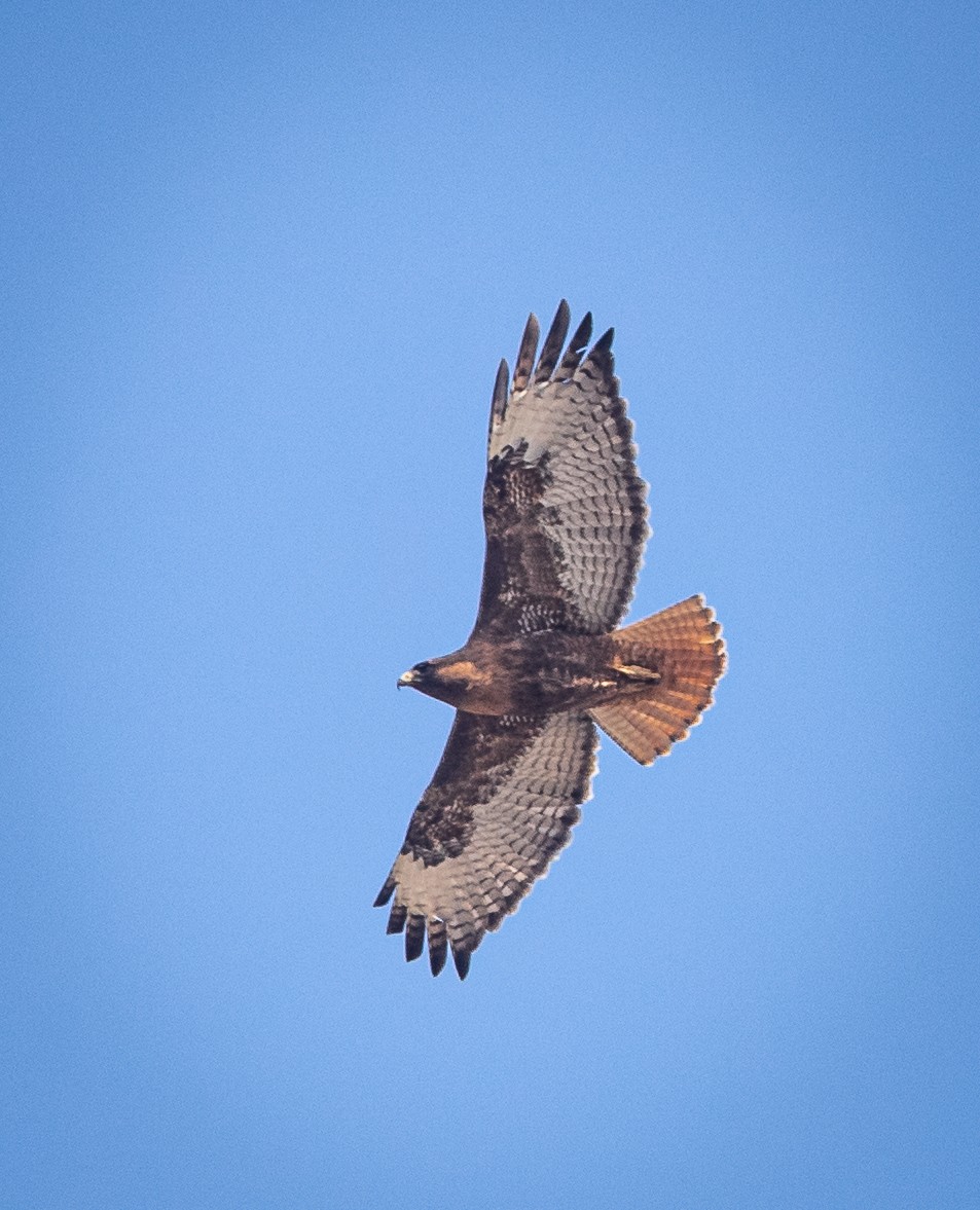 Red-tailed Hawk - ML617333130