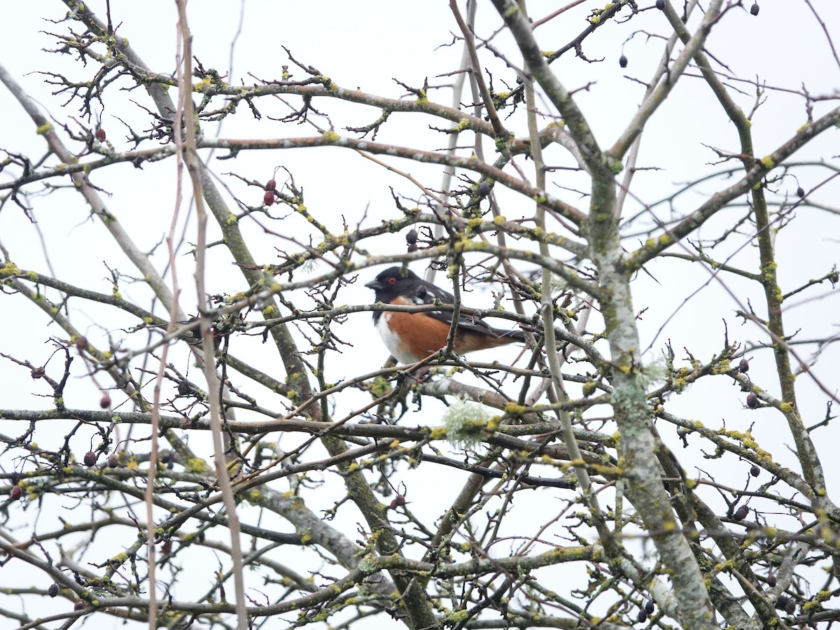 Spotted Towhee - ML617333136