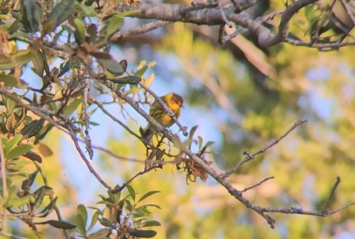 Cape May Warbler - ML617333205