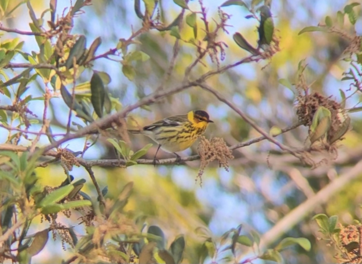 Cape May Warbler - ML617333206