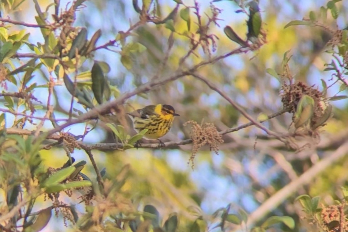 Cape May Warbler - ML617333207