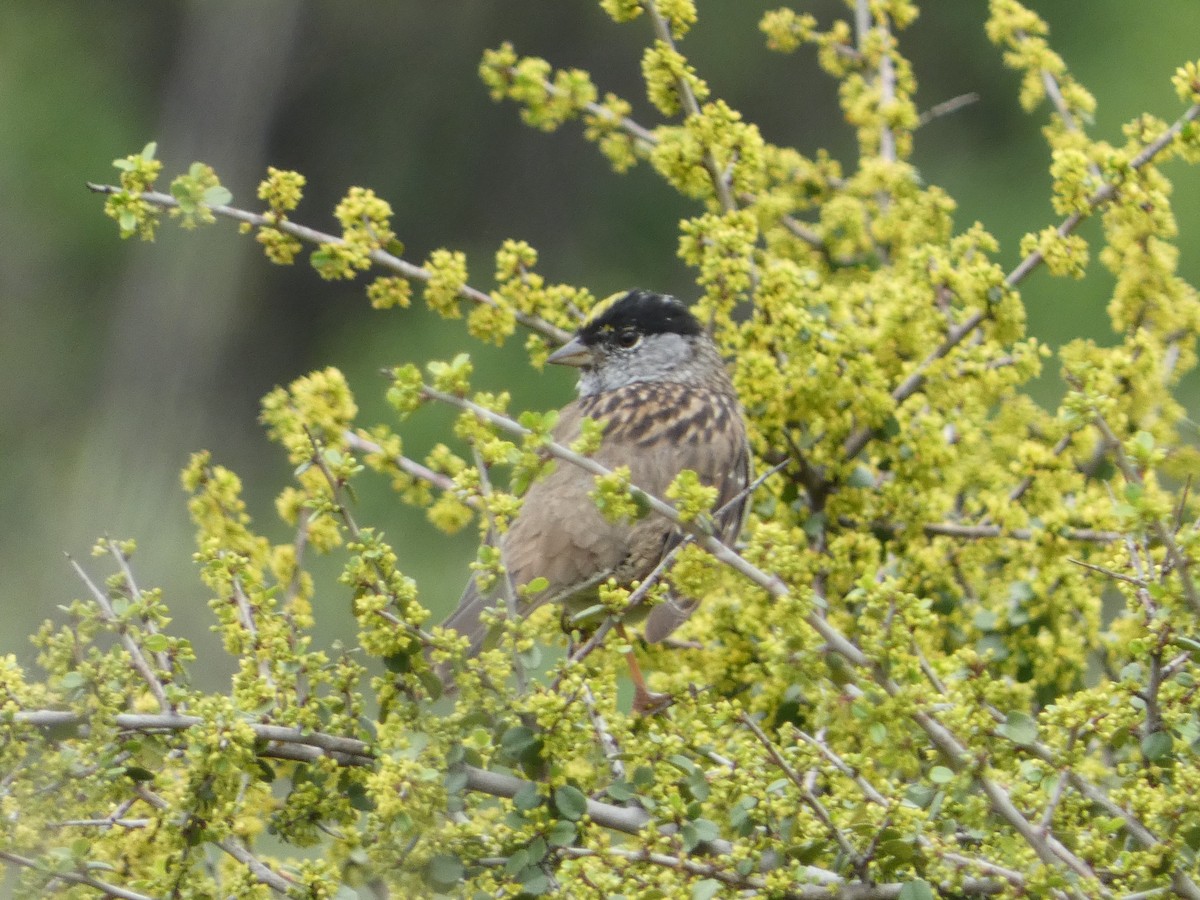 Golden-crowned Sparrow - ML617333253