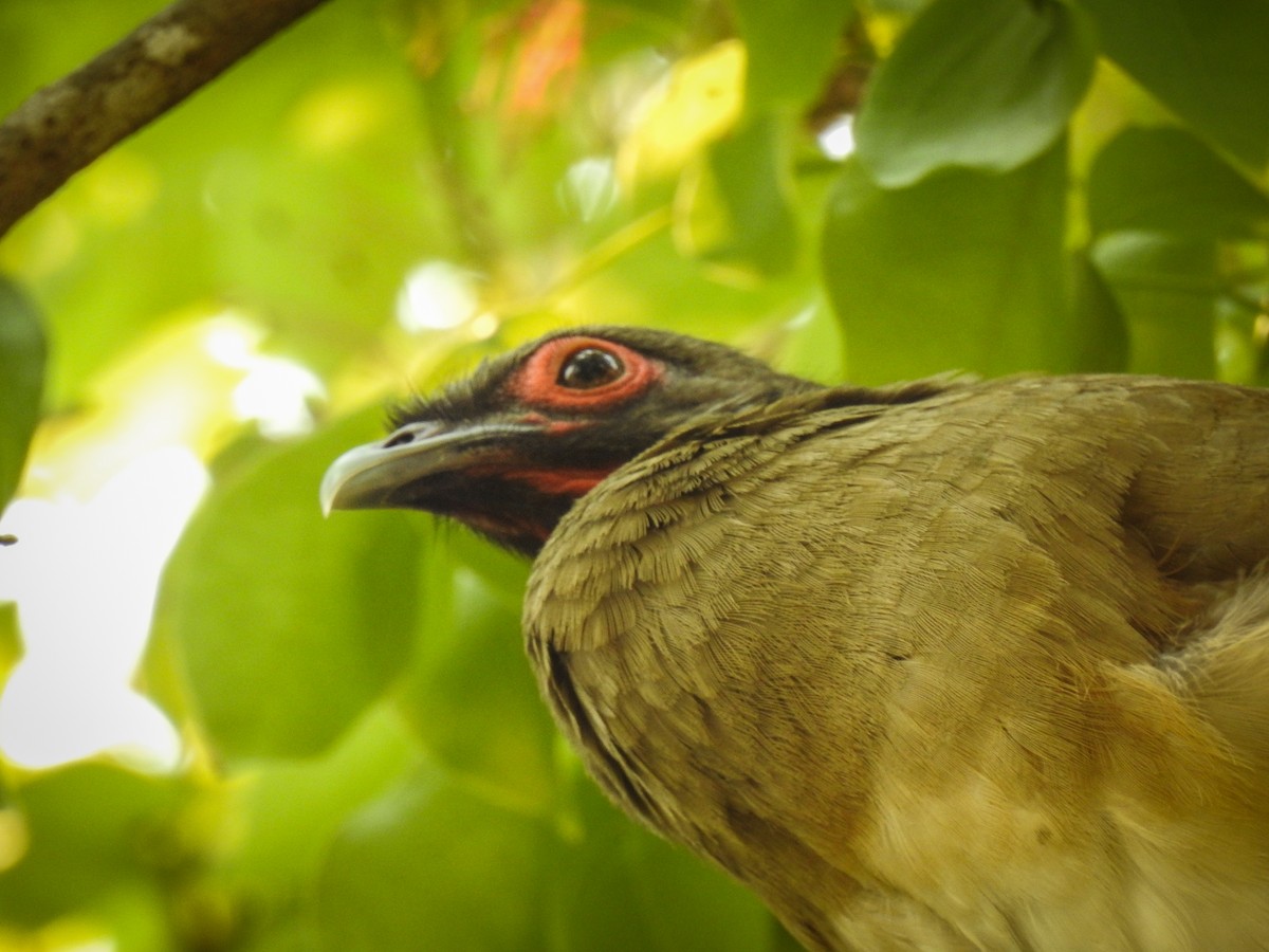 West Mexican Chachalaca - ML617333256
