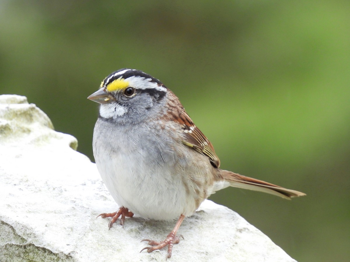 White-throated Sparrow - ML617333329