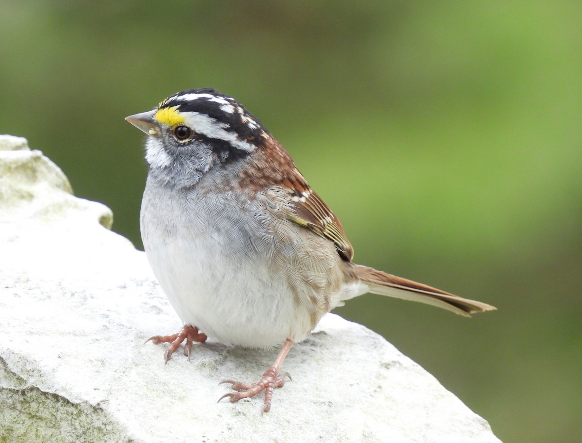 White-throated Sparrow - ML617333340