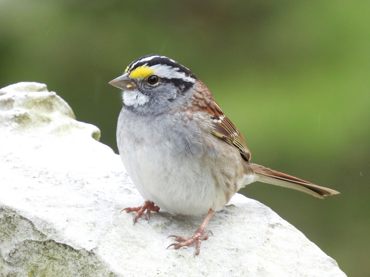 White-throated Sparrow - ML617333341