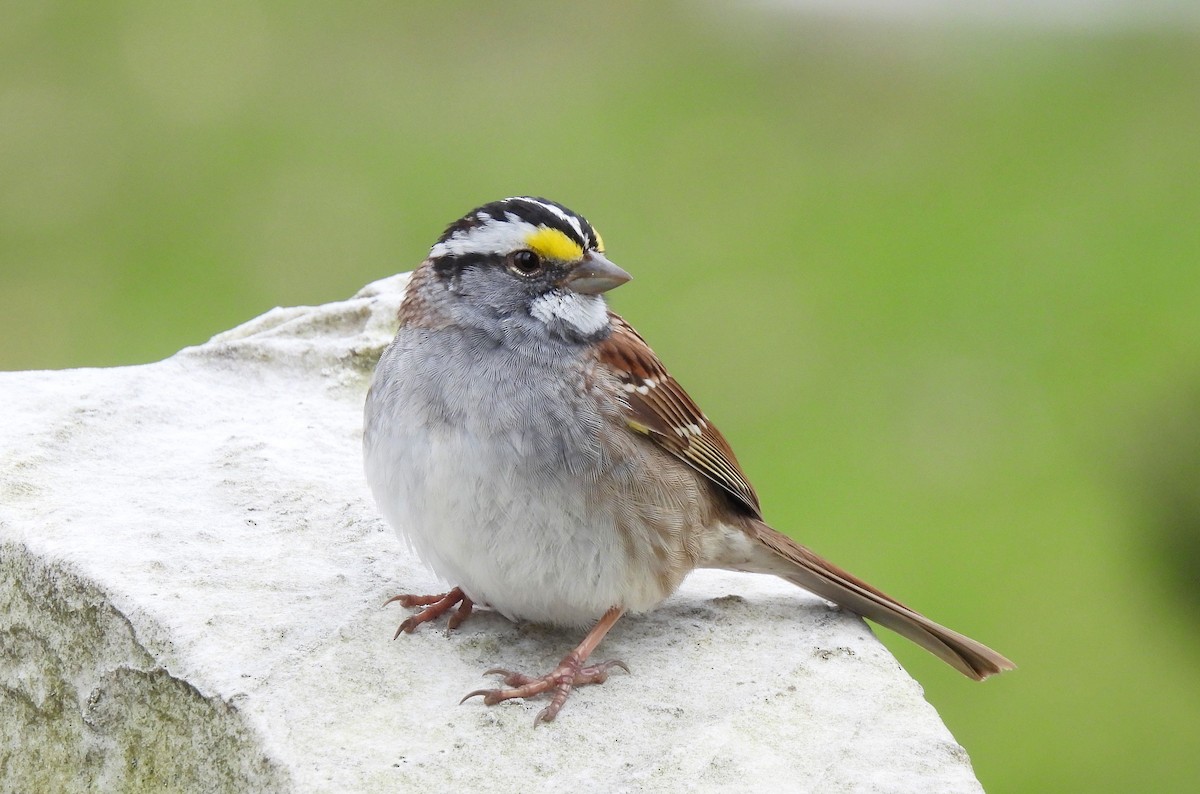 White-throated Sparrow - ML617333349